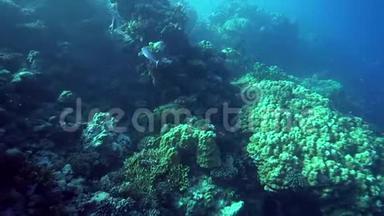 苏丹红海珊瑚中的马铃薯石斑鱼